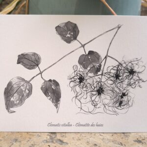 Carte postale Clématite