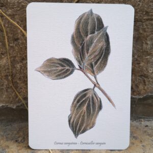 Carte postale Cornouiller sanguin