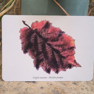 Carte postale Noisetier pourpre